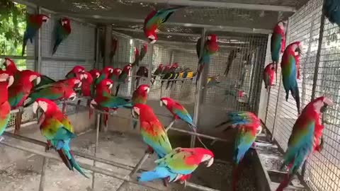 Macaw parrot breeding farm l macaw parrot
