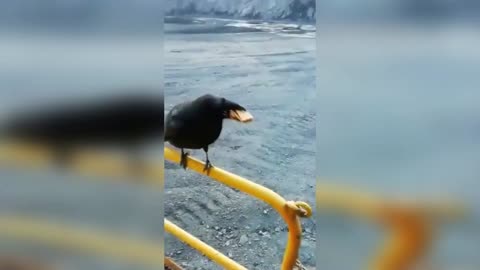 Greedy Raven!