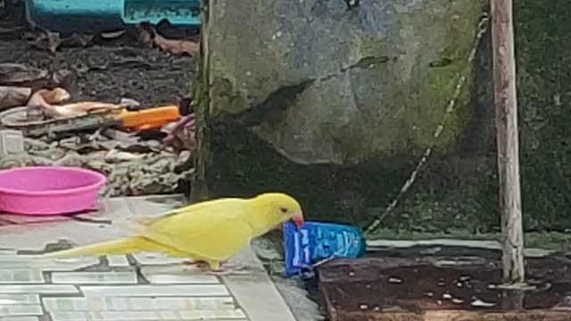 Pet bird learning