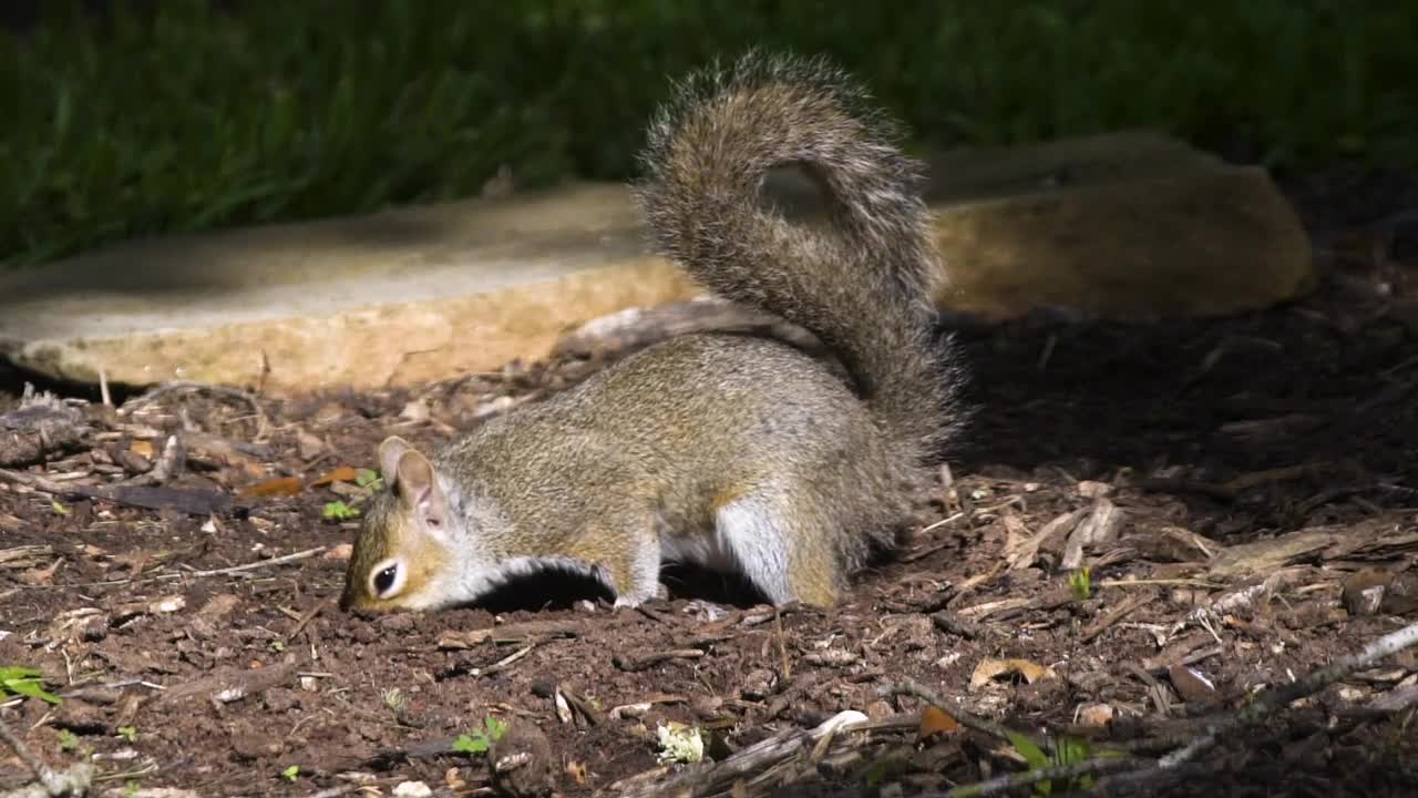 gray squirrel digging for buried acorns