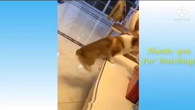 Funny cute cat vs dog dancing compared