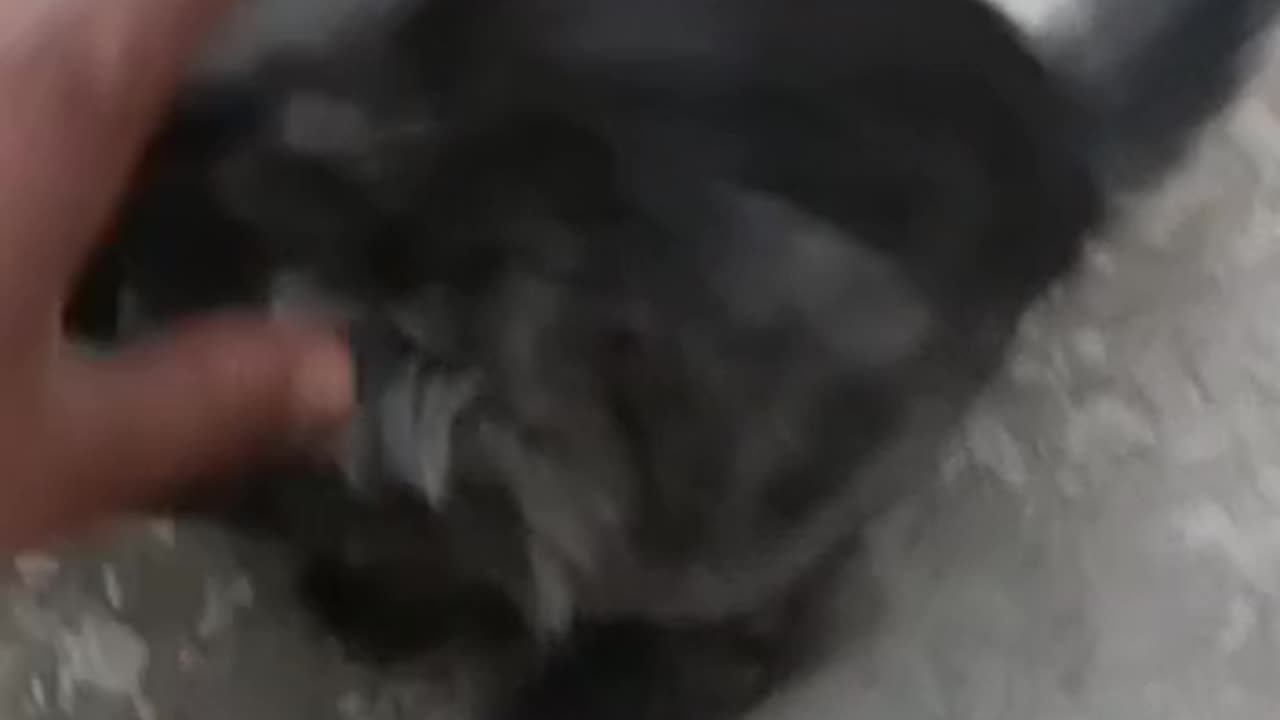 Funny cats video