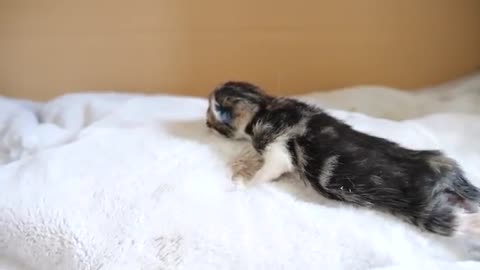 Daddy cat Coco meets baby kittens for the first time