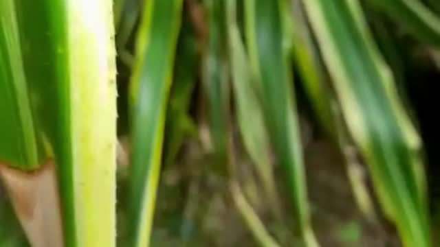calling nature 1