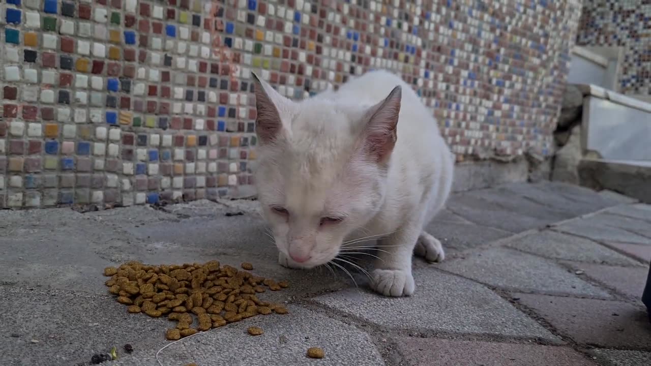 Blue eyed and very handsome white male cat