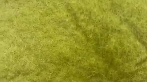 Waking up the cat