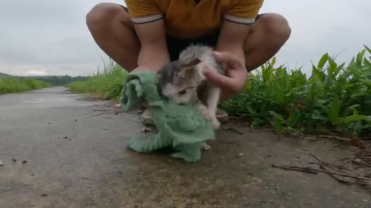 We found a crying kitten in this thin, cold, wet kitten lying on the water. Kitten needs help