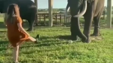 a Smart Elephant Playing Football with His Owner