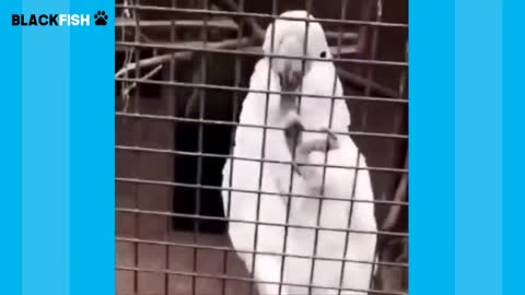 Try Not To Laugh Challenge - BEST FUNNY PARROTS COMPILATIONp11