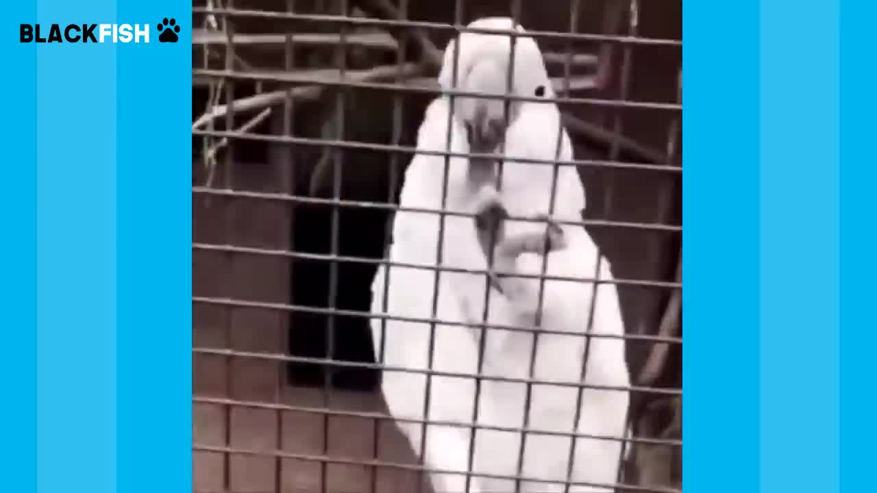 Try Not To Laugh Challenge - BEST FUNNY PARROTS COMPILATIONp11