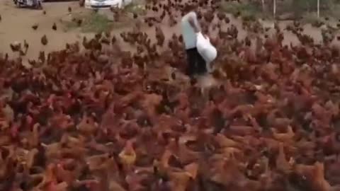 Chicken