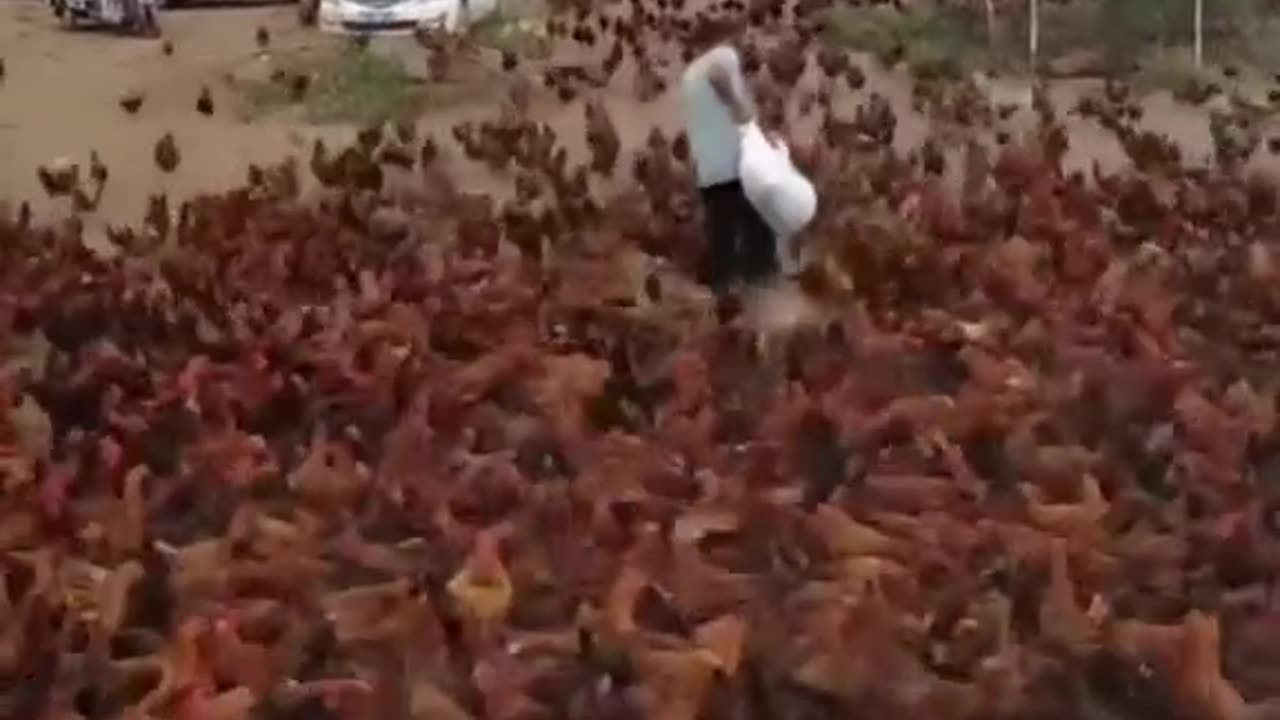 Chicken