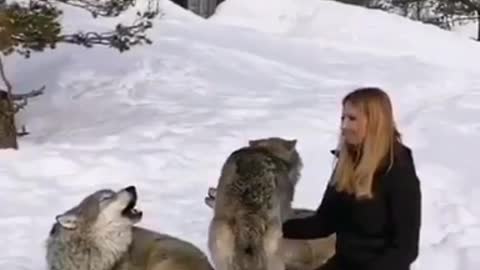 Polar wolves 🐺
