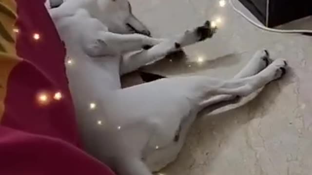 1.🤣🤣🤣 from tictok @cottonandoat #shorts