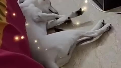 1.🤣🤣🤣 from tictok @cottonandoat #shorts