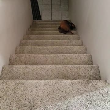 Stairs - A Grand Adventure When You are 2 Months Old