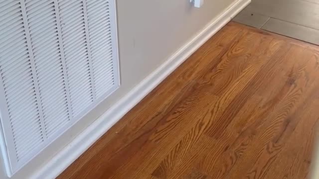 Mono jugando con el perro