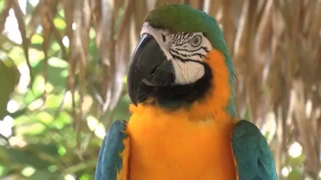 Macaw Animal paradise