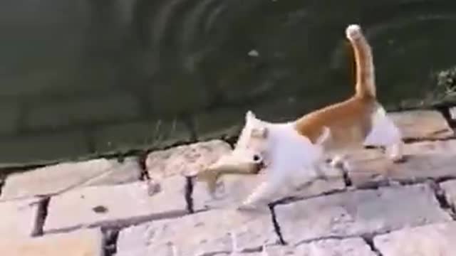 gato tentando pegar o peixe