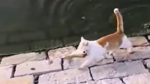 gato tentando pegar o peixe