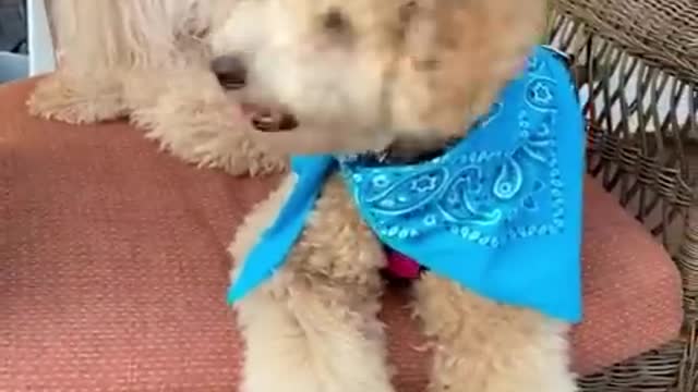 baby dogs cute and funny dogs