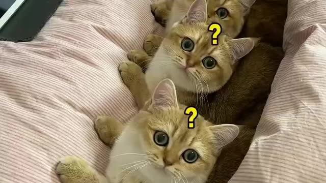 Cute and Funny Cats Videos Compilation #1