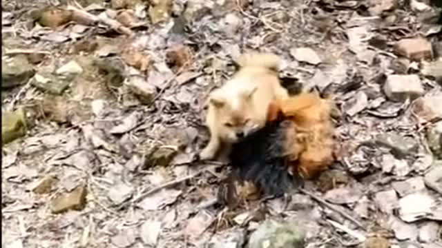 Funny Dog Fight Video - Dog vs Chicken