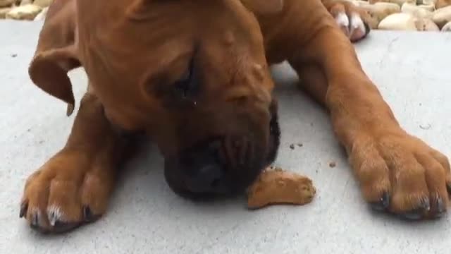 Puppy’s First Milkbone