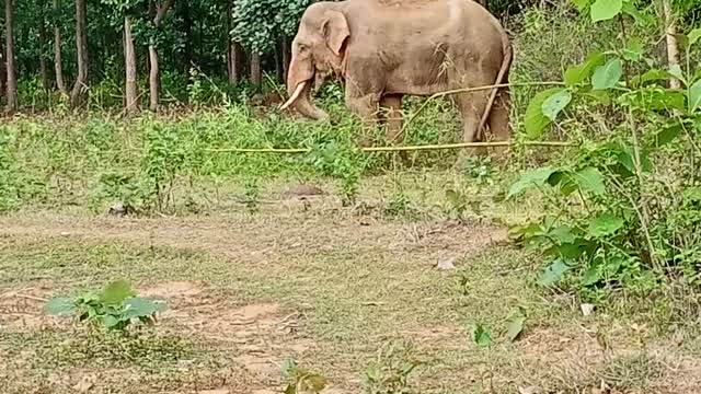 Elephant 🐘 forest in man fight fan96gaming
