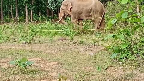 Elephant 🐘 forest in man fight fan96gaming