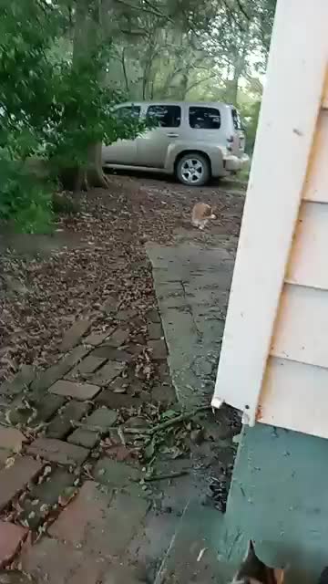 Daddy Cat... You ARE THE FATHER....