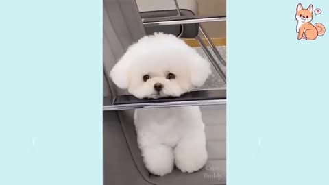 Cute Puppies😍 Cute Funny and Smart Dogs compilation #1