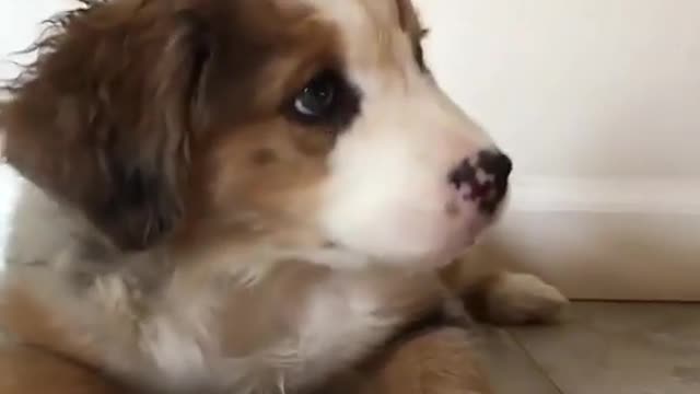 Cute Puppy Reacts to noise