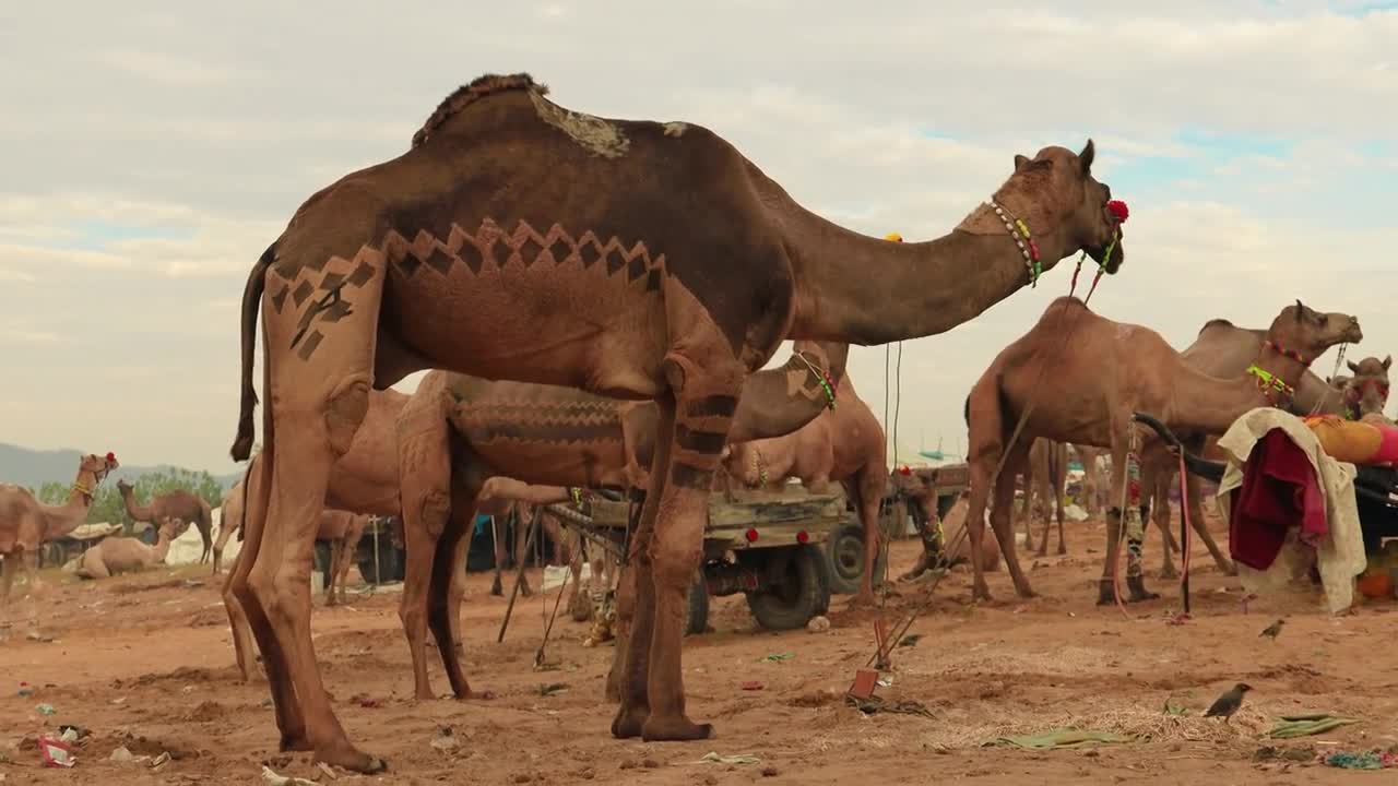 Camels at the Pushkar Fair, also called the Pushkar Camel