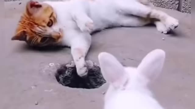 Cats are so funny / viral cat video/ cats lover/ Cats beauty/ cats lovers