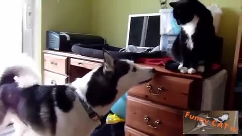 When Cats and Dogs Meeting Each Other For First Time