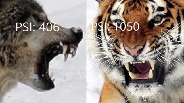 Eurasian Wolf vs Siberian Tiger, how many wolves can kill a tiger