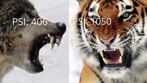Eurasian Wolf vs Siberian Tiger, how many wolves can kill a tiger