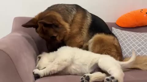 German Shepherd tries to make friends with a Tiny Puppy