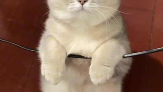 Strange! Whose cat likes to swing? You look really casual!