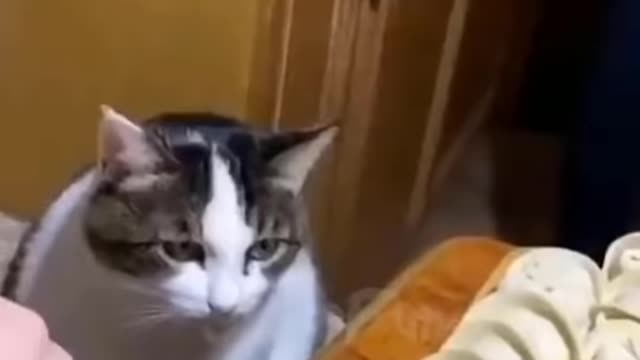 Funniest Cats 😹 - Don-t try to hold back Laughter 😂 - Funny Cats Life 18