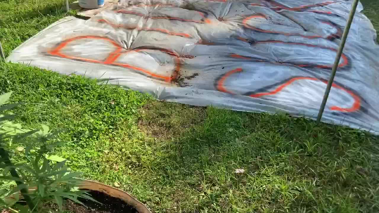 🇼🇸9/17/2021 TVG trump victory garden