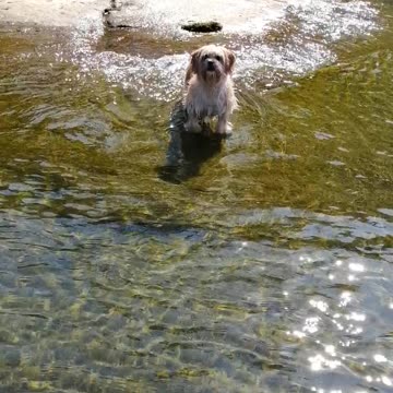A Cute Puppy Jumpin in the Waves