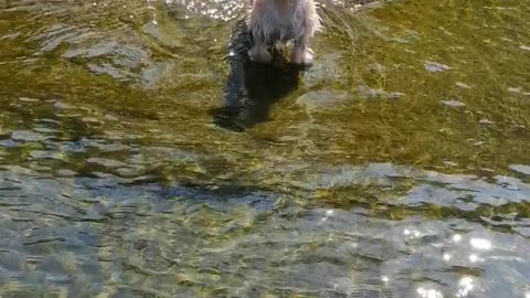 A Cute Puppy Jumpin in the Waves