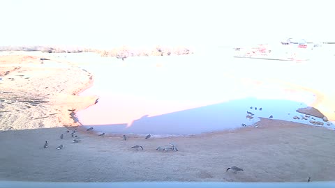 The Pond