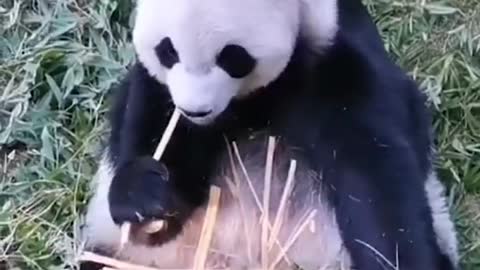 Pandas eat bamboo