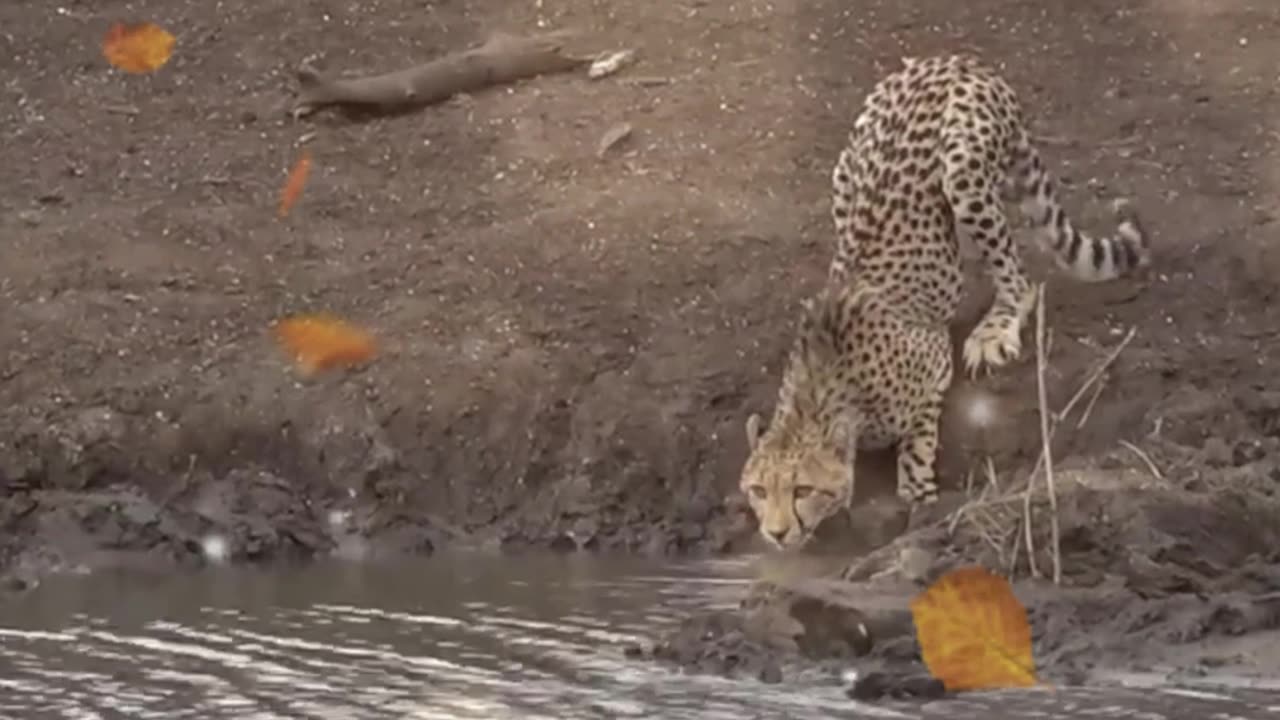 Faster Than Cheetah