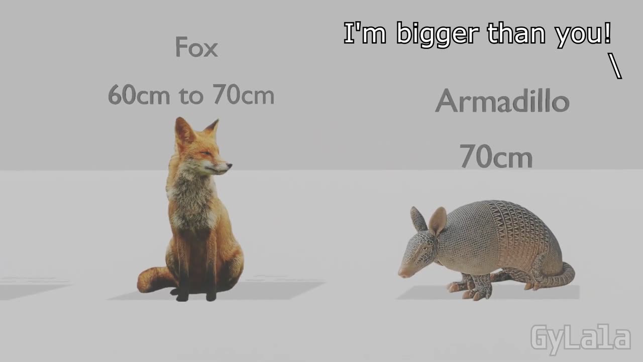 I'M BIGGER THAN YOU (ANIMAL SIZE COMPARISON)