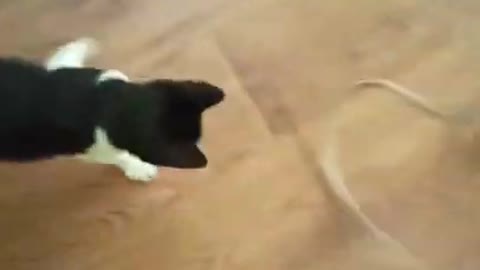 Funny ANIMALS video