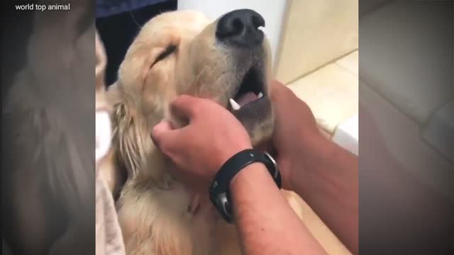 Dog funny video #animaldogfunny